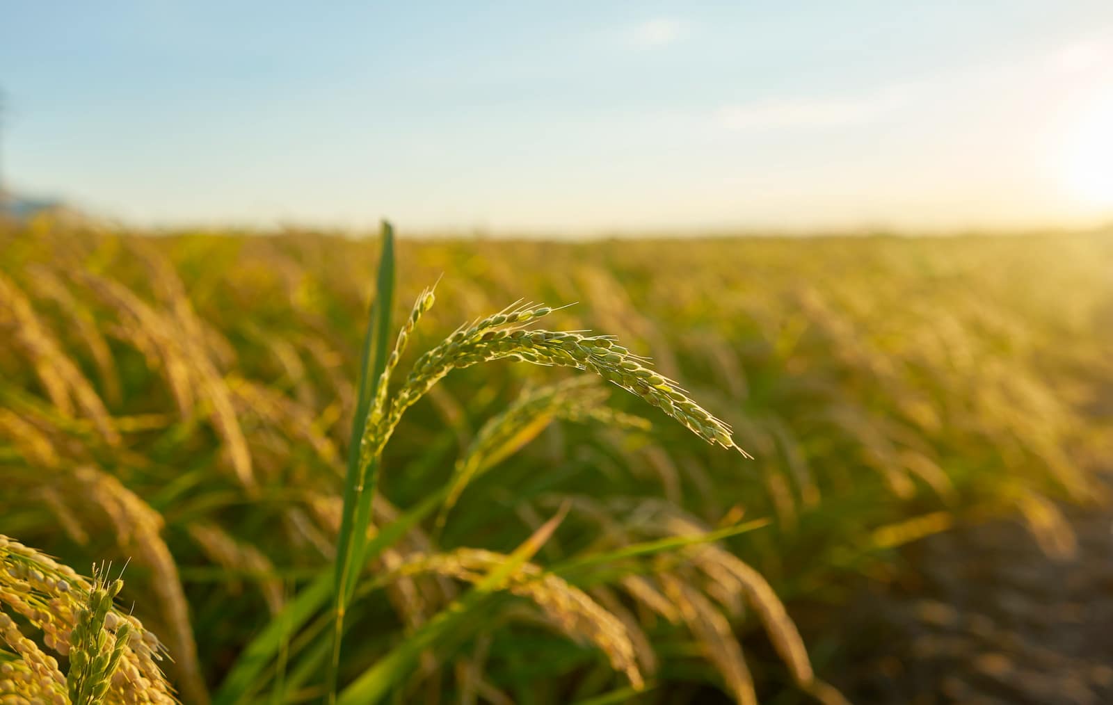 Agriculture