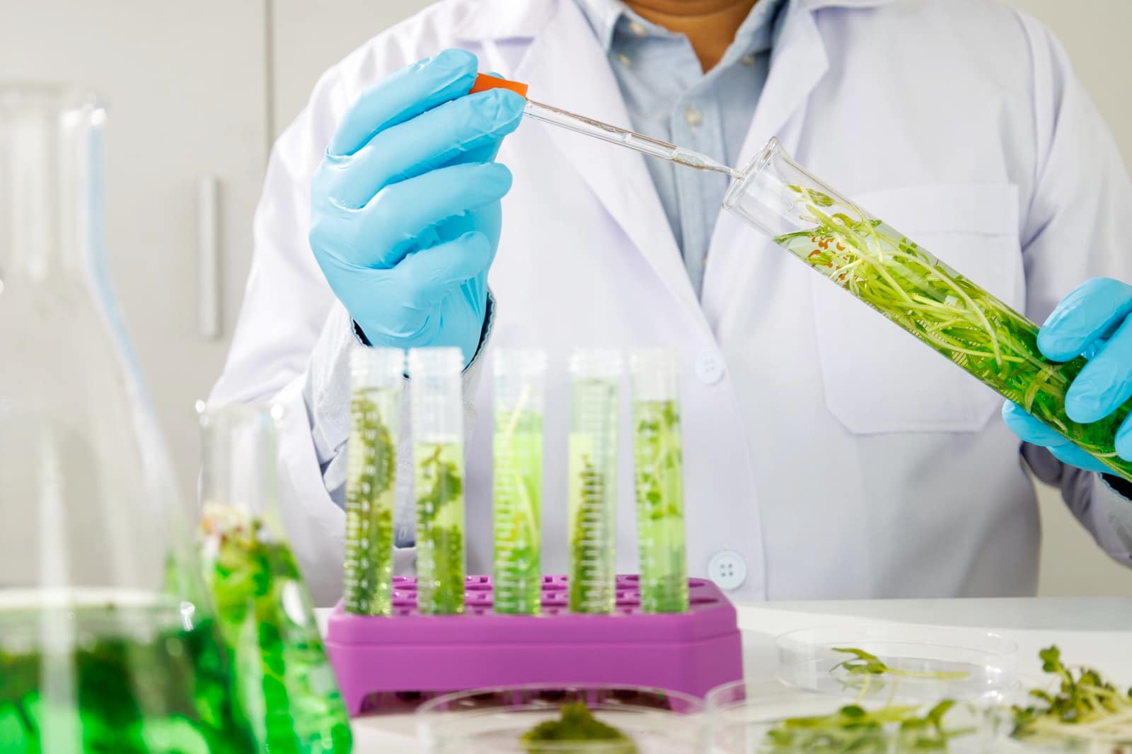 Phytotech: Research Lab, Internship, Nanotechnology